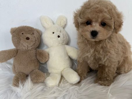 成長記録📝募集開始