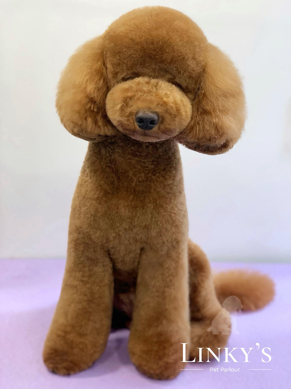 Photos & Reviews Contact Us Linky’s Pet Parlour Dartford Dog