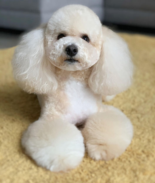 Linky's Qualifications Dartford Dog Groomer Kent