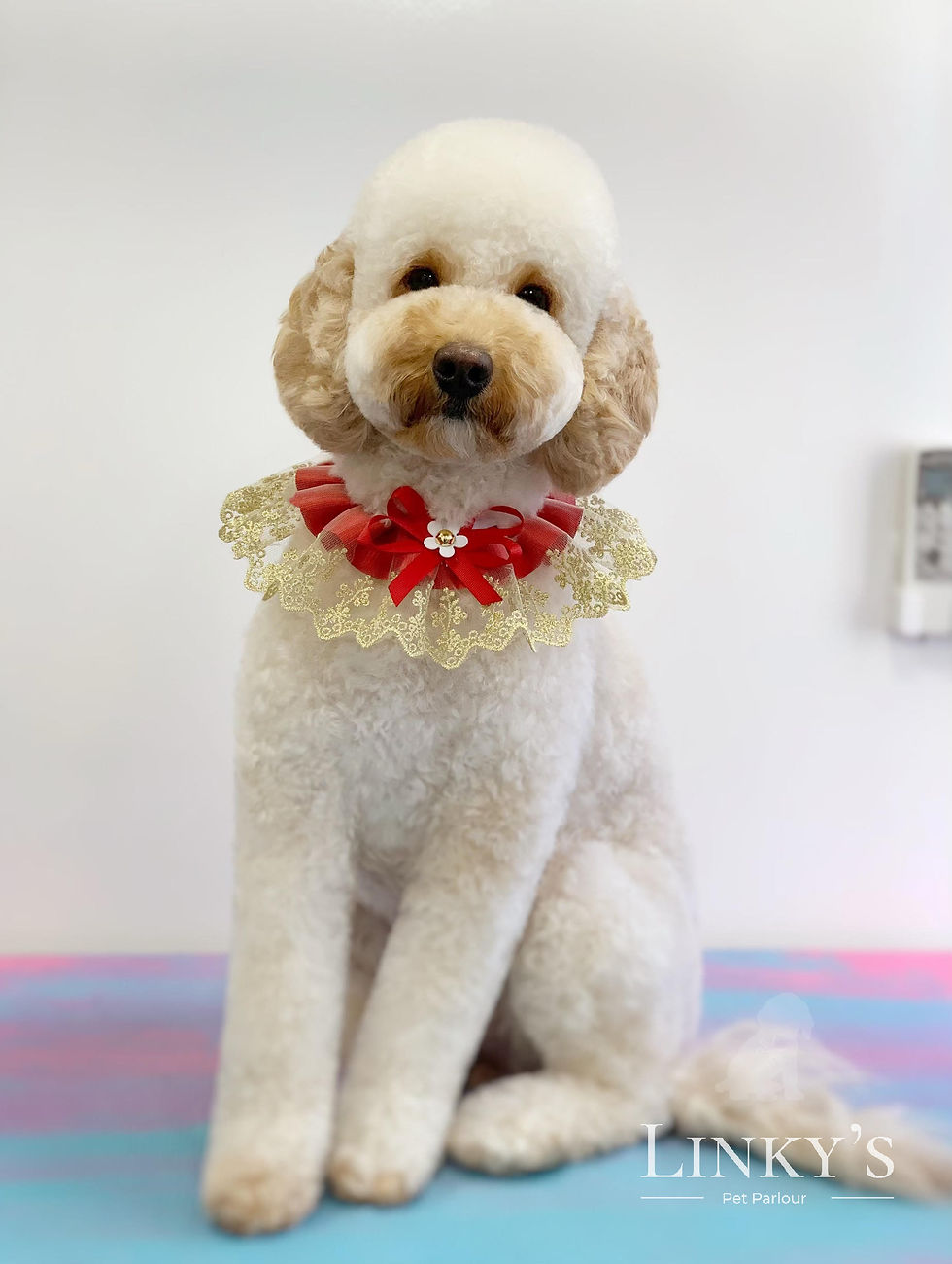 Maddy (Cockapoo)