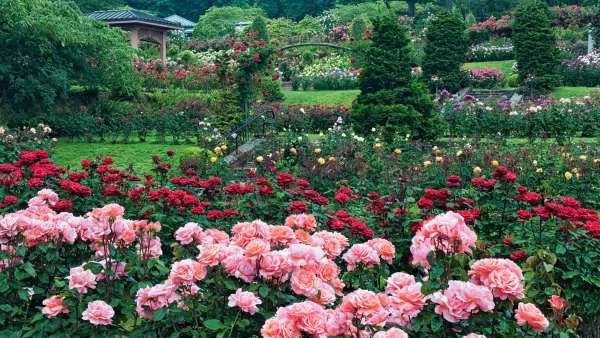 Rose Test Garden - Portland, Oregon