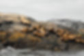 group of seals sitting on a rock in the ocean