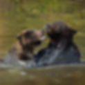 close up of two grizzly bear faces fighting