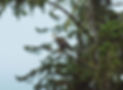 bald eagle sitting on a branch during a cloudy day