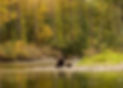 three grizzly bears feeding along the sides of a river with trees in the background