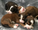 Prepare Your Puppies for Success: A Guide to Transitioning Premier Doodles