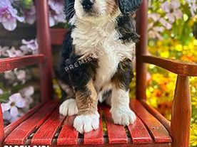 How to Spot a Reputable Bernedoodle Breeder in South Carolina and Avoid Puppy Mills