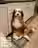 Why Premier Doodles Is the Go-To Bernedoodle Breeder South Carolina Offers?
