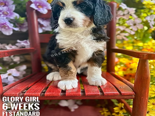 Common Mistakes New Bernedoodle Owners Make (And How to Avoid Them)