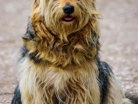 What Makes F1b Standard Bernedoodle Puppies for Sale a Predictable Choice for Size and Coat Type?