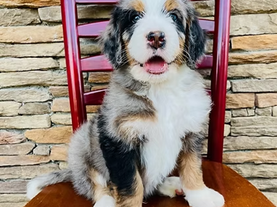 How Do Bernedoodle Breeders Handle Post-Adoption Support and Puppy Guarantees?