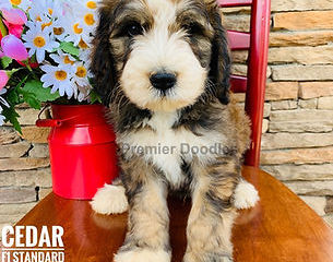 The Best Bernedoodle Puppies: A Step-by-Step Guide to Bringing Home Your New Puppy