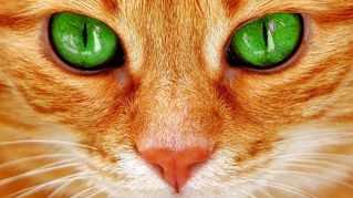 Femme Actuelle : 7 qualités du chat dont on peut s’inspirer pour le travail