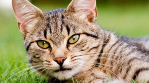 Agir et penser comme un chat - 6 tips that your cat can tell you to be more happy everyday ... Your 
