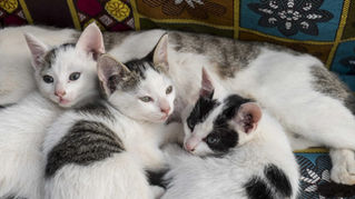 LCI - Agir et penser comme un chat