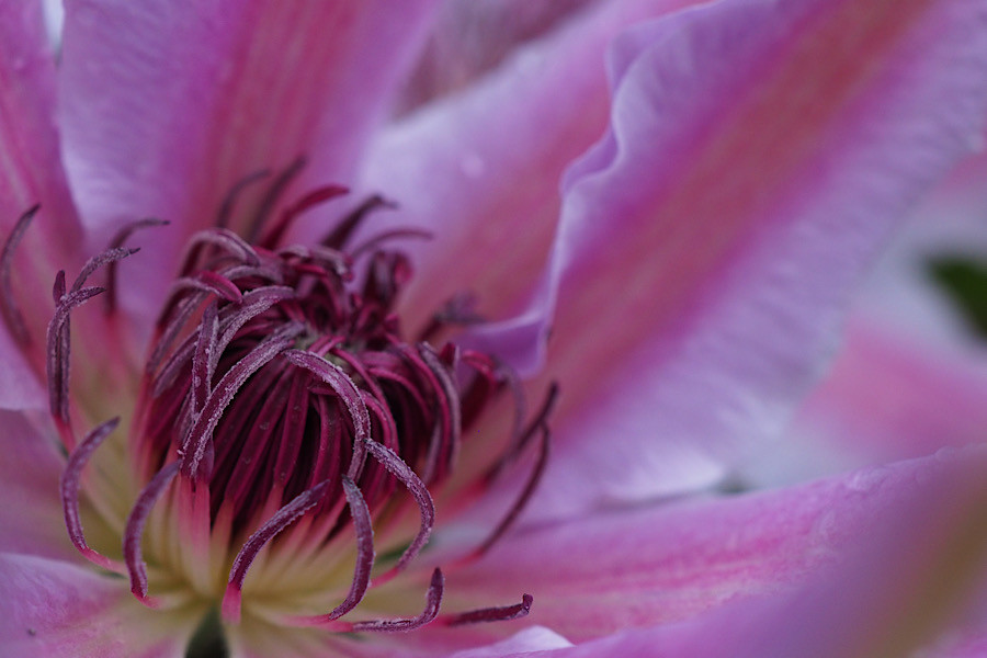 Pink Clematis