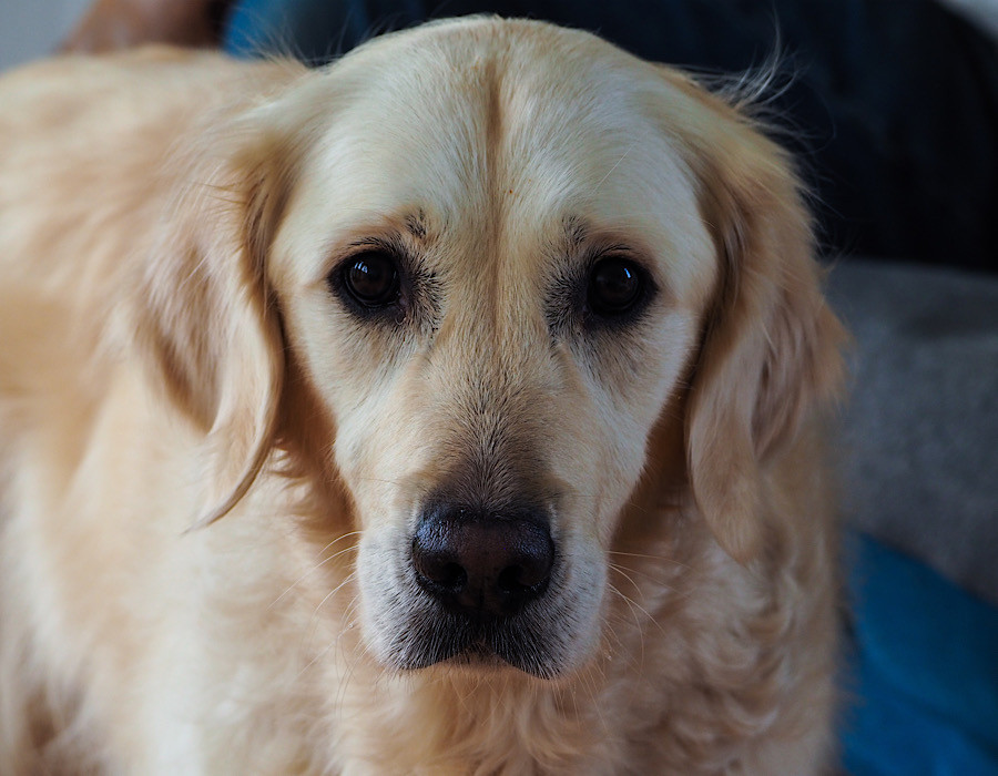 Can I have my treat now?