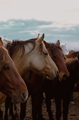 pexels-umaykaratas-14174705.jpg