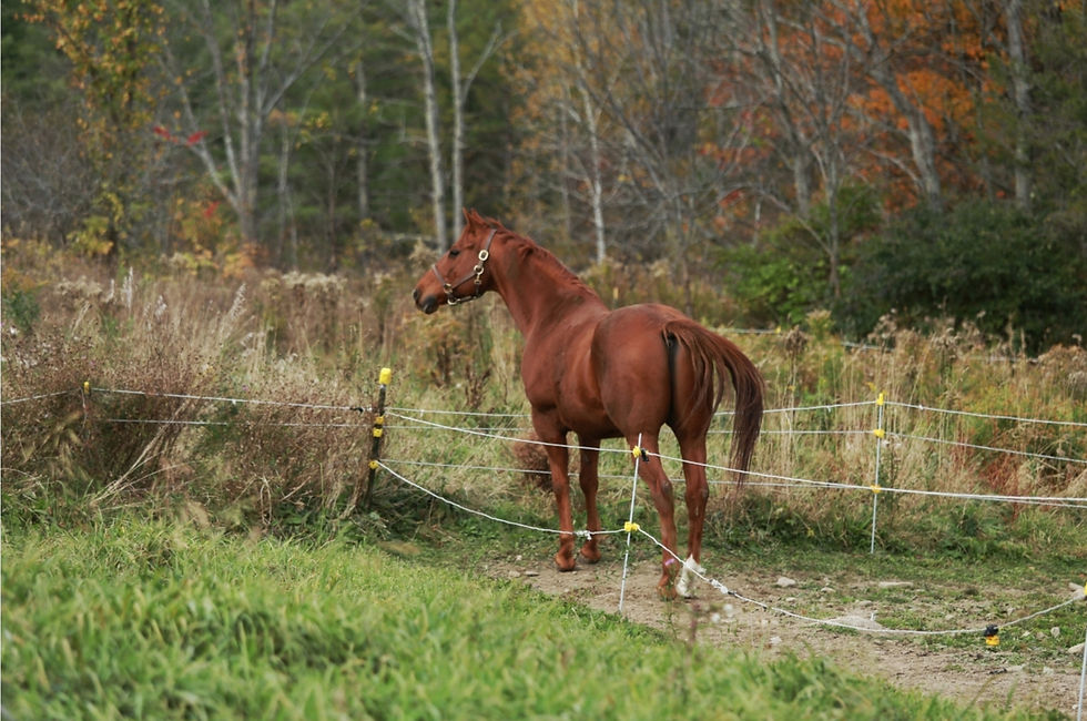 RDAS Horse Catalogue_edited