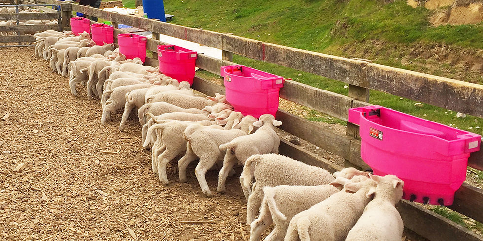 Milk Bar Lamb/Kid Feeders