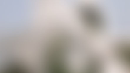 Cray Delhi : A Tropical Symphony of Culinary Delights and Exotic Vibes