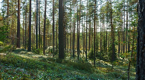 Härlig semester i vackra Dalarna