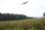 A plane drops seed over a cornfield to establish a cover crop, a conservation practice that improves soil health and reduces runoff.