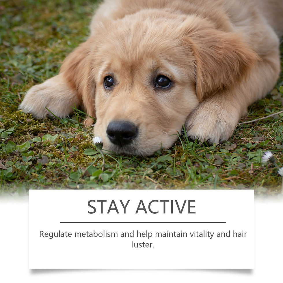 Thumbnail: 60ml Immune-Boosting Multivitamin Supplement for Dogs, Gentle Formula to Relieve