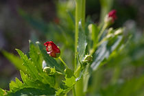 Figwort_2297 S.jpg