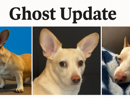 A Tough Update About Ghost
