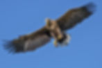 White-tailed eagle