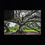 Thumbnail: Tree Of Life, Audubon Park, New Orleans