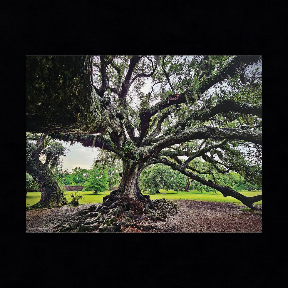 Thumbnail: Tree Of Life, Audubon Park, New Orleans