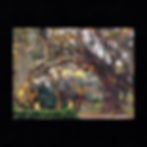 Thumbnail: Spanish Moss Adorned Live Oak Trees in City Park New Orleans