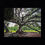 Thumbnail: Tree Of Life, Audubon Park, New Orleans