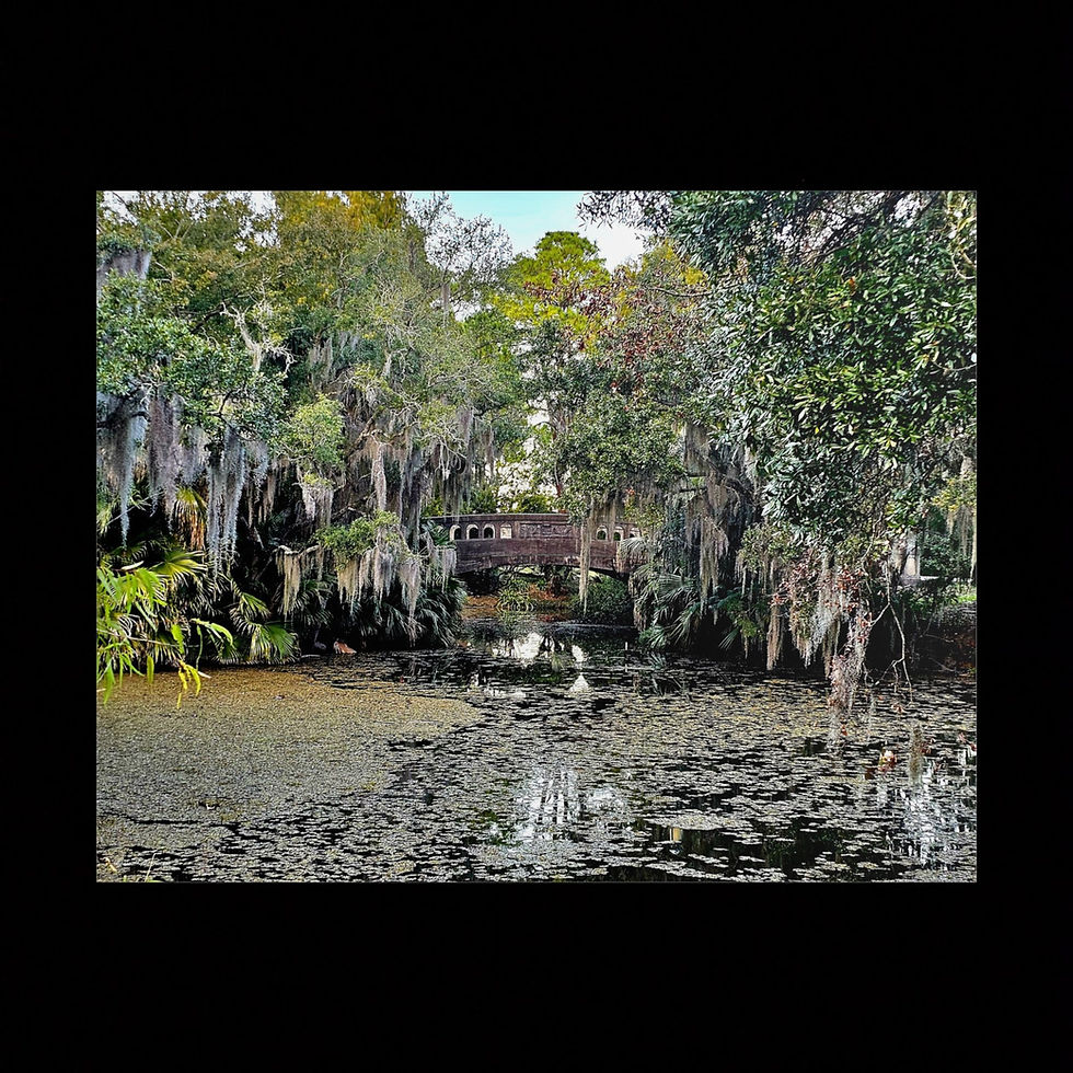 Thumbnail: Beauty on the Bayou