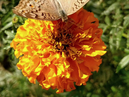 Keep growing, like the Butterfly!!