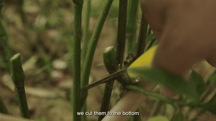 Behind the Hobby - Gardener (Perspectif Media)