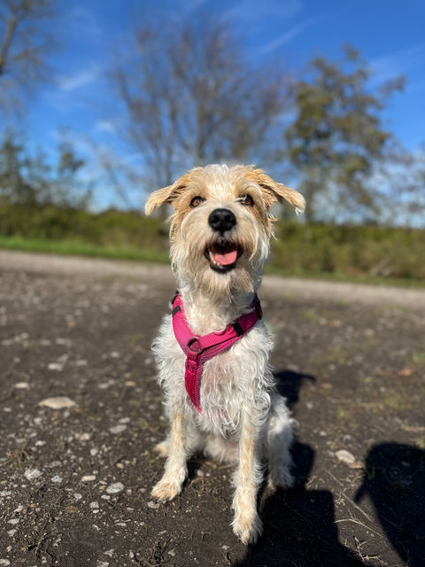 Dogwalking in Kirchheim bei München