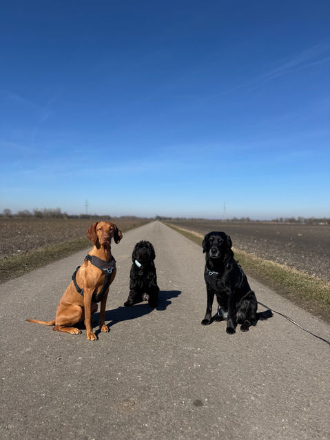 Dogwalking in Kirchheim bei München