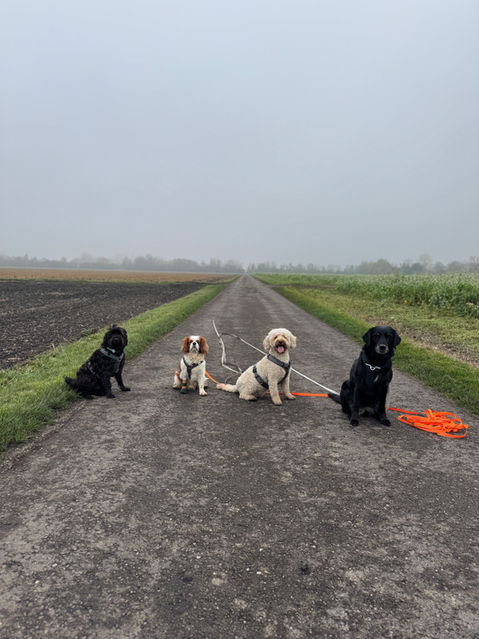 Dogwalking in Kirchheim bei München