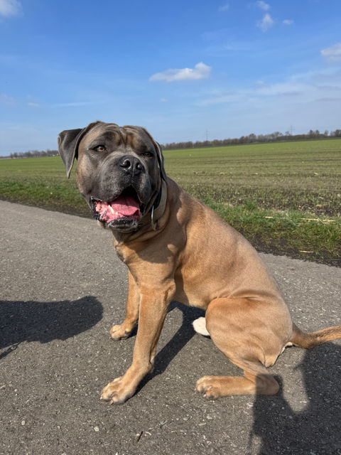 Dogwalking in Kirchheim bei München