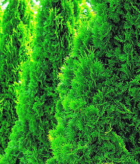 iStock-1024166994_edited.jpg