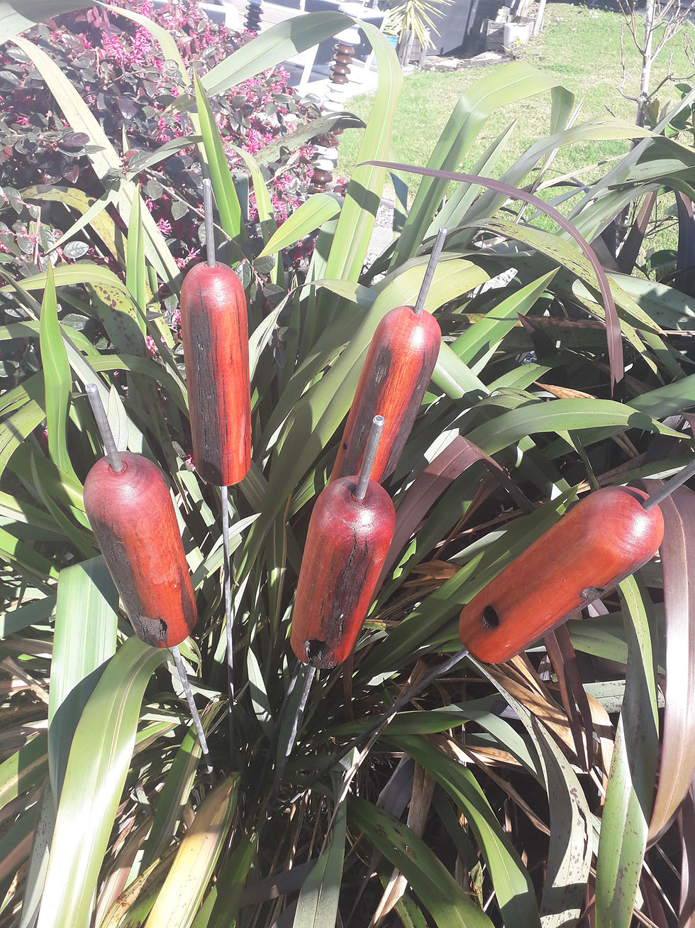 Thumbnail: Amazing Jarrah Bullrushes