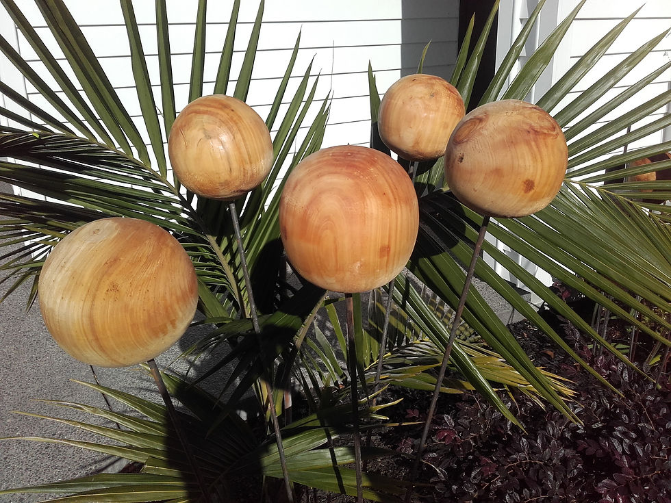 Thumbnail: Awesome Macrocarpa Orbs