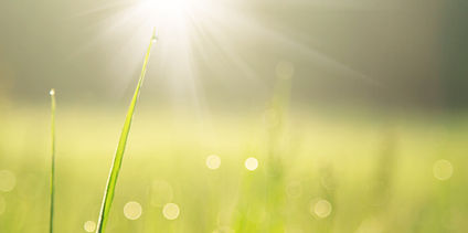 Sunlit Grass with Dew_edited.jpg