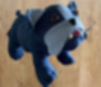 blue denim bulldog