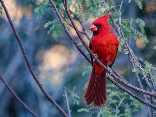 A Red Flash of You