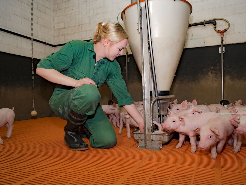 Schwanznekrosen und Schwanzbeißen entstehen durch Fütterungs und Stoffwechselprobleme?