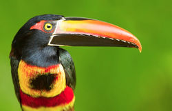 Tucan Costa Rica
